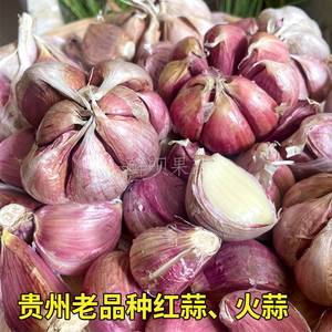 2023新大蒜贵州特产农家自种老品种火蒜头干蒜红蒜紫皮蒜种子5斤