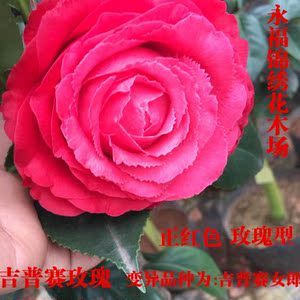 【吉普赛女郎茶花】吉普赛女郎茶花品牌,价格 - 阿里巴巴
