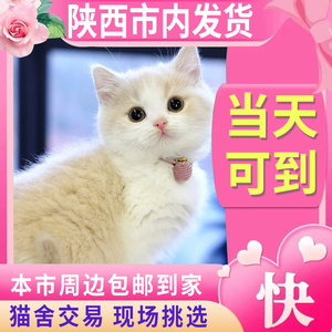 【陕西猫舍】乳白短腿猫纯种曼基康矮脚猫猫咪英国短毛幼猫拿破仑