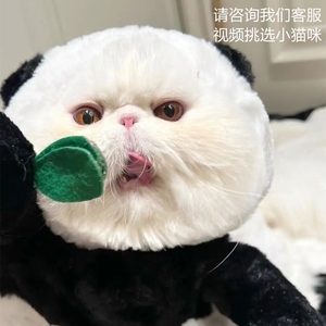 香港发货纯白色加菲猫幼猫崽异国短毛猫黄瞳大脸猫活体宠物波斯猫