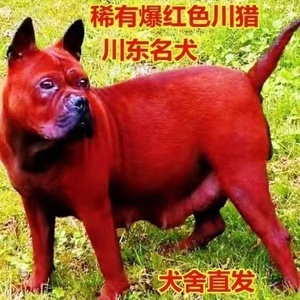 川东猎犬虎头活体幼崽狗泰国脊背犬猛犬邻水狗狩猎犬家养狩猎活物