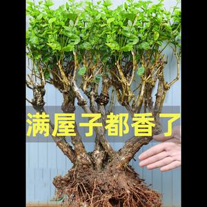 重瓣茉莉花花苗室内外绿植阳台花卉盆栽浓香四季开花批发茉莉老桩