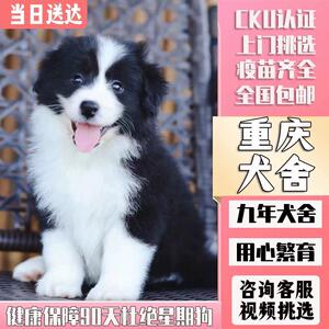 [重庆犬舍]纯种边牧幼犬陨石三色边境牧羊犬黑白花三通七白训练