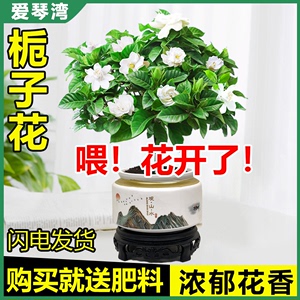 棒棒糖栀子花盆栽室内花卉植物带花苞阳台懒人绿植除甲醛净化空气