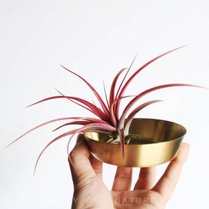 精品植物设计 空气凤梨 红色贝克力 硬叶多国花