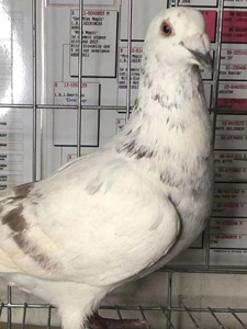 信鸽活体鸽子银王鸽雨点鸽子活物鸽苗青年鸽红二线鸽