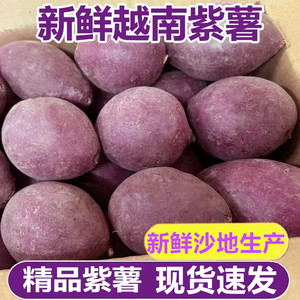 紫薯新鲜农家自种越南紫薯特级小个珍珠紫薯地瓜现挖番薯新鲜