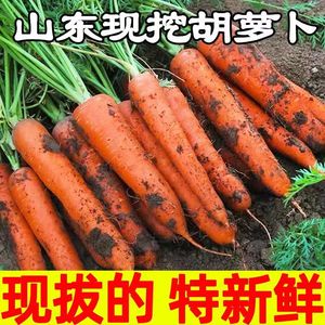 胡萝卜新鲜现农家自种挖现发带泥生吃脆甜包邮