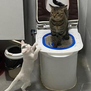 猫咪厕所训练器猫如厕蹲坑马桶坐便器宠物清洁排便定位器厂家