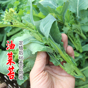 油菜苔种子种籽春秋冬季台菜种早熟苔菜油菜薹种籽农家蔬菜菜籽孑