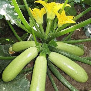 西葫芦种子占瓜蔬菜种籽瓜果四季易种阳台盆栽高产菜种子耐寒抗病