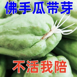 佛手瓜秧苗发芽瓜阳台蔬菜苗种植南北方春秋季播种菜种籽水果种子