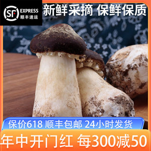 新鲜姬松茸500g云南特级菌菇新鲜正品松茸火锅煲汤菇顺丰包邮
