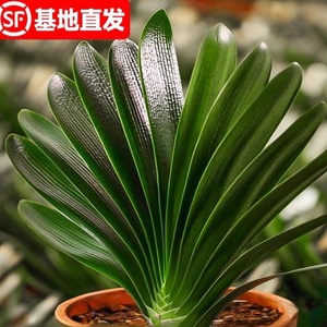 四季君子兰盆栽带花苞老苗大小苗花卉植物室内花绿植好养圆头和尚