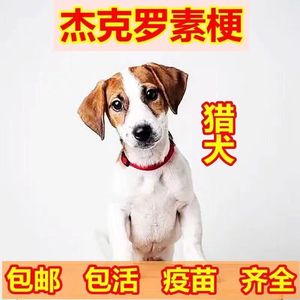 看家狗杰克罗素梗犬幼犬活体小型狩猎犬洞穴猎狗猎狐犬家养宠物狗