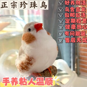 珍珠鸟活物手养鸟百分百上手乖巧粘人精品繁殖组一对疫苗已打好养