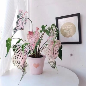粉色和声彩叶芋网红竹芋白色恋人草莓之心甜心彩叶芋室内阳台植物