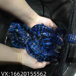 野生萨伊蓝六间鱼苗三湖慈鲷鱼观赏鱼伊巴卡布隆迪热带鱼龙鱼配鱼