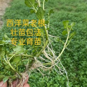 广东新鲜西洋菜豆瓣菜农家自种绿色蔬菜菜有菜味生态种植现割包邮