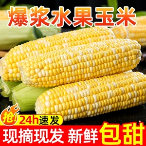 2024金银水果玉米新鲜10斤爆浆甜玉米现摘生吃嫩香糯玉米包谷蔬菜