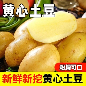 农家自种土豆新鲜5斤包邮黄心沙地马铃薯蔬菜山东自提