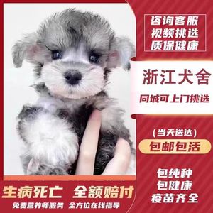 【浙江犬舍】纯种雪纳瑞幼犬迷你型活狗小体犬椒盐色宠物出售狗狗