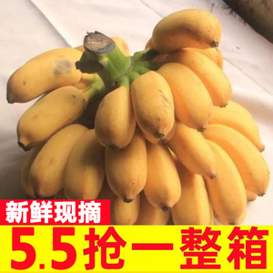 正宗广西小米蕉10斤香蕉新鲜水果整箱当季小香蕉自然熟苹果粉蕉5