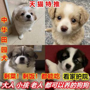 中华田园犬领养便宜活物小狗活体可爱小花狗小白狗小黑狗幼犬土狗