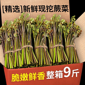 现采贵州蕨菜新鲜野生当季时令蔬菜天然野地菜山厥菜5斤青厥菜