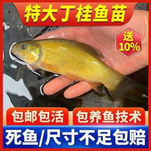 特大丁桂鱼苗丁贵丁须岁鱼冷水淡水养殖食用耐寒抗冻鱼苗包活