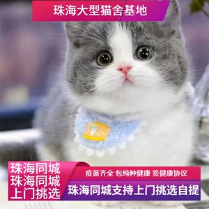 珠海猫舍出售英短蓝白猫幼猫折耳英国短毛猫矮脚小猫幼崽宠物猫咪