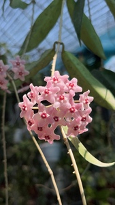 迷你贝尔球兰（ Hoya minibelle）耐寒勤花耐阴耐热球兰垂吊植物