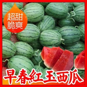 早春红玉西瓜种子日本进口水果四季瓜果种籽春季南方小西瓜种籽