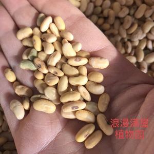 农家传统老种子小长粒黄豆肾形非转基因农村农民常规容易种植