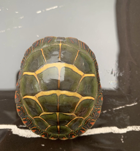 东锦东部锦龟苗深水龟小乌龟红纹西锦南锦龟活体宠物观赏纯腹东锦