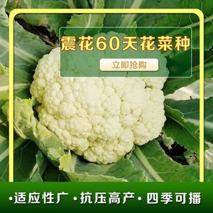 60天白花菜种子花菜种子花椰菜高产耐热抗寒春夏秋蔬菜种子