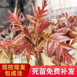 正宗红油香椿树苗南北方种植四季食用盆栽庭院地栽紫红油香椿苗