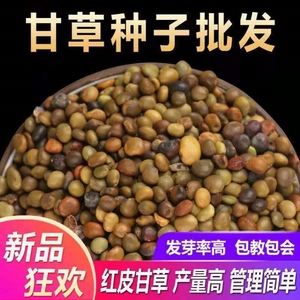 甘草种子正宗宁夏红皮甘草籽新货高发芽率甘肃陇西发货中药材种子