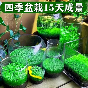 大码生态玻璃鱼缸小型乌龟缸水草种子籽植物真草造景桌面客厅家用