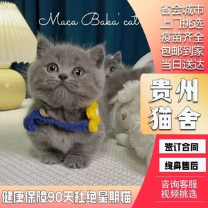 【贵州猫舍】英短蓝猫幼猫纯种血统蓝猫美短猫活体英国短毛猫咪