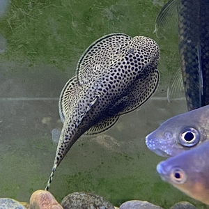 贵州爬岩鳅溪流原生鱼清道夫双吸盘冷水观赏鱼缸清洁鱼搽玻璃除藻