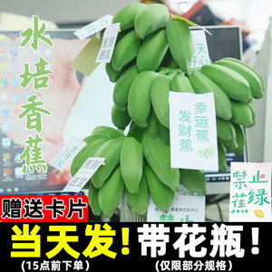 香蕉绿植禁止蕉绿办公室绿植小米蕉带杆整条可食用水培香蕉带卡片