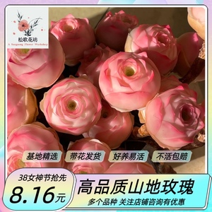 高品质正版山地玫瑰水蜜桃酒杯粉耶罗多种玫瑰多肉植物花卉盆栽