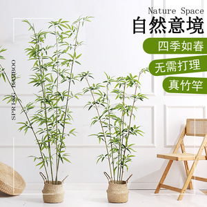 仿真竹子落地假竹子客厅新中式禅意绿植盆栽摆件大型植物装饰盆景