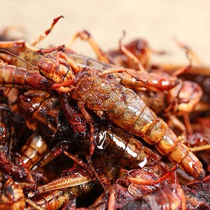 蚂蚱油炸即食正宗新鲜香辣蝗虫油炸蚂蚱山东特产即食昆虫蚱蜢香酥