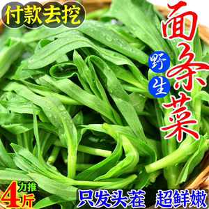 新鲜纯野生面条菜时令野菜羊蹄菜现挖头茬细叶扫帚苗山东特产4斤