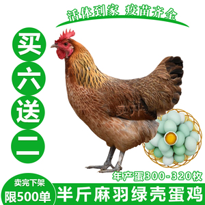 麻羽绿壳蛋鸡苗一斤正宗麻鸡活苗青脚麻鸡活体五黑鸡便宜出售土鸡