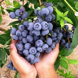 蓝莓树果苗简单好养大果蓝莓苗阳台盆栽地栽南方北方种植当年结果