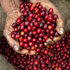 咖啡种子咖啡树种子咖啡树苗种苗日常饮用热带植物种子咖啡豆种子