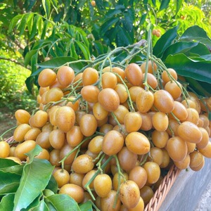 广东郁南无核黄皮果鸡心果新鲜冷冻酸甜孕妇水果